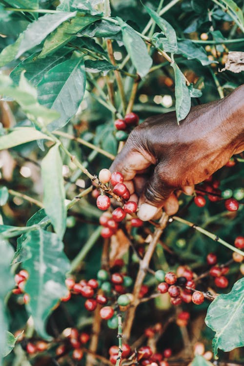 The Story Behind Muso Coffee - From Farm to Cup